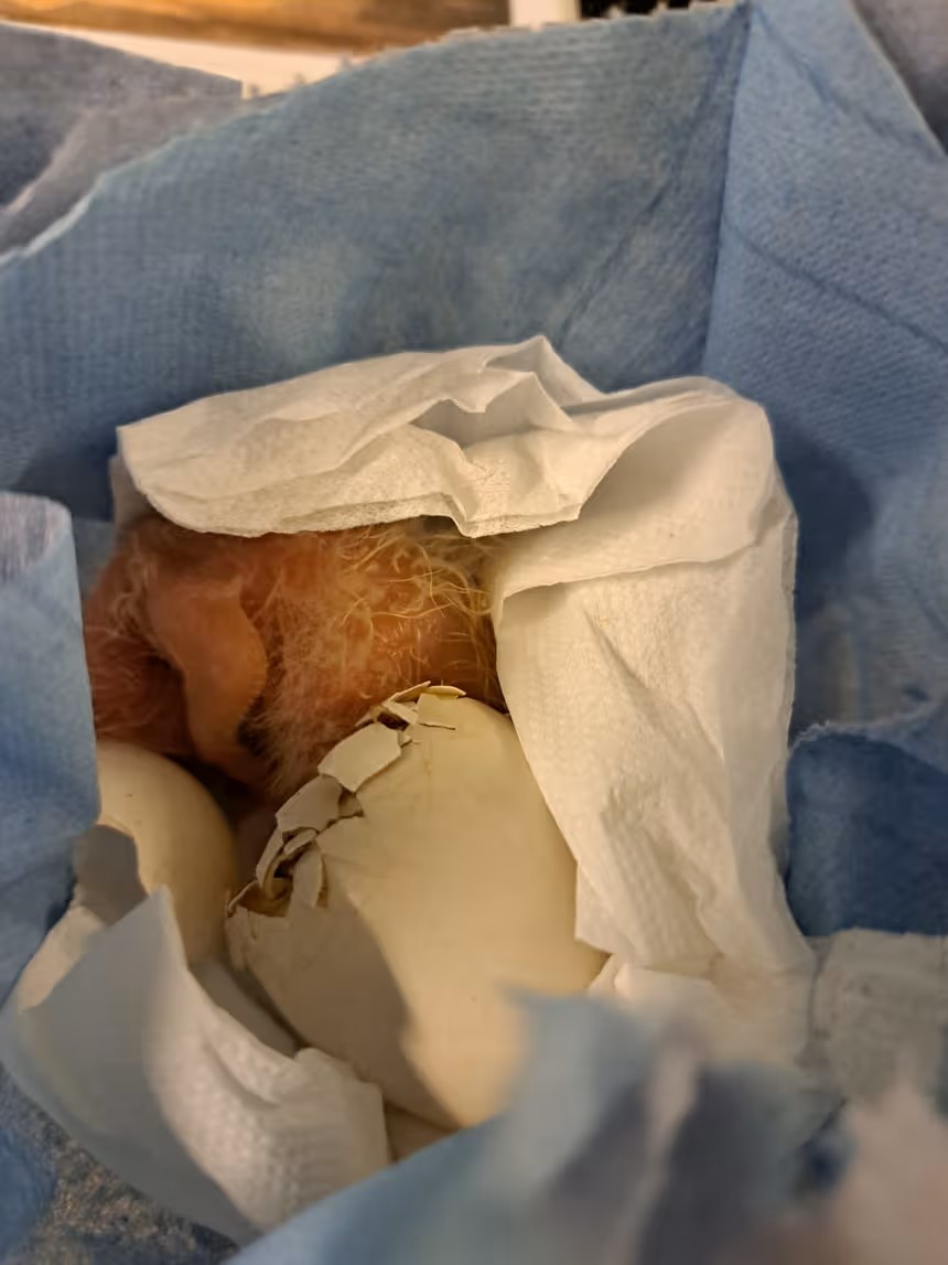 Een uitgebroed ei met een papegaaikuiken.