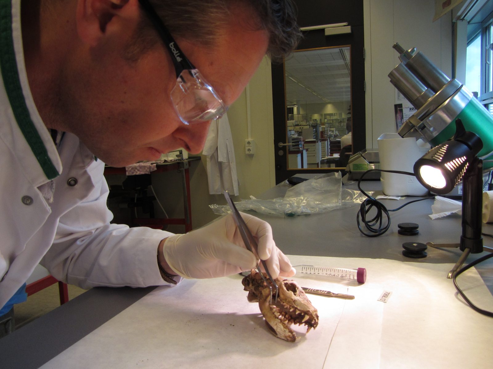 Een medewerker van het Douane Laboratorium onderzoekt een dierenschedel.