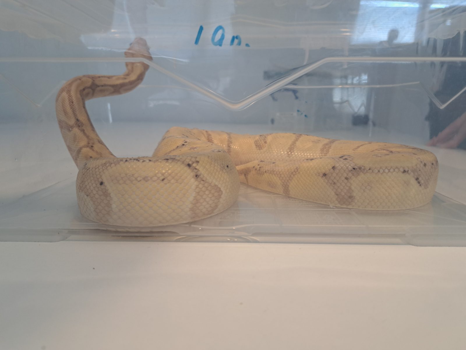 Een levende python